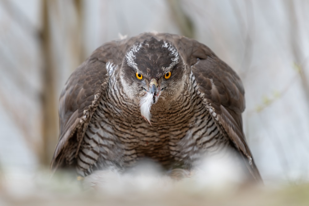 brown and white owl in close up photography