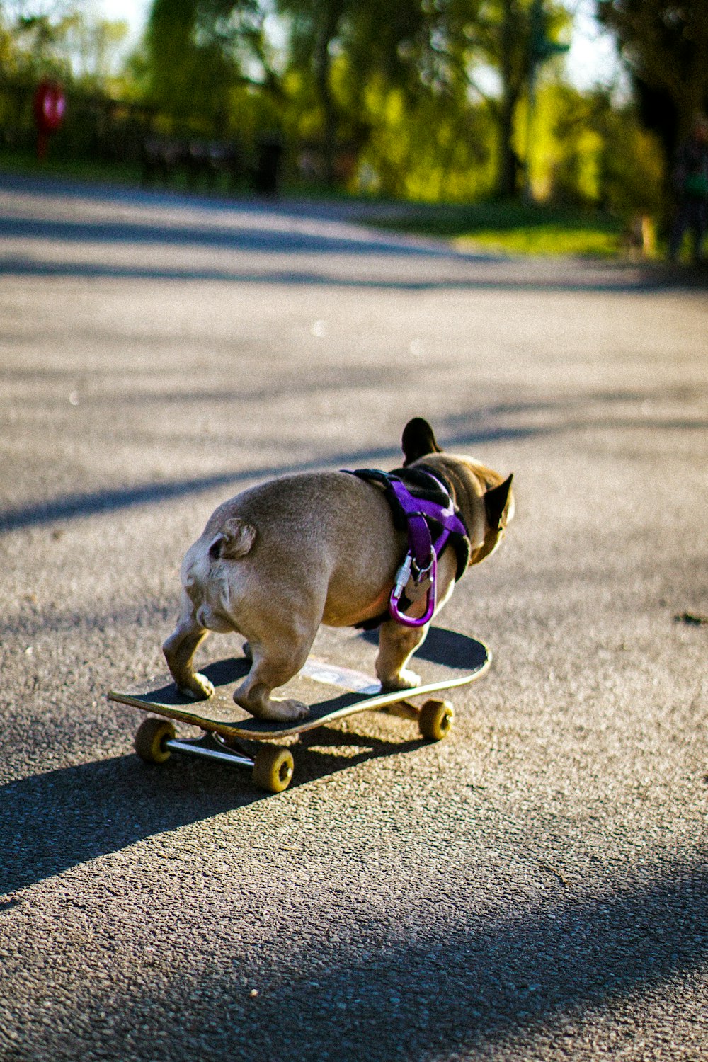 brown short coated dog with purple and black leash on road during daytime