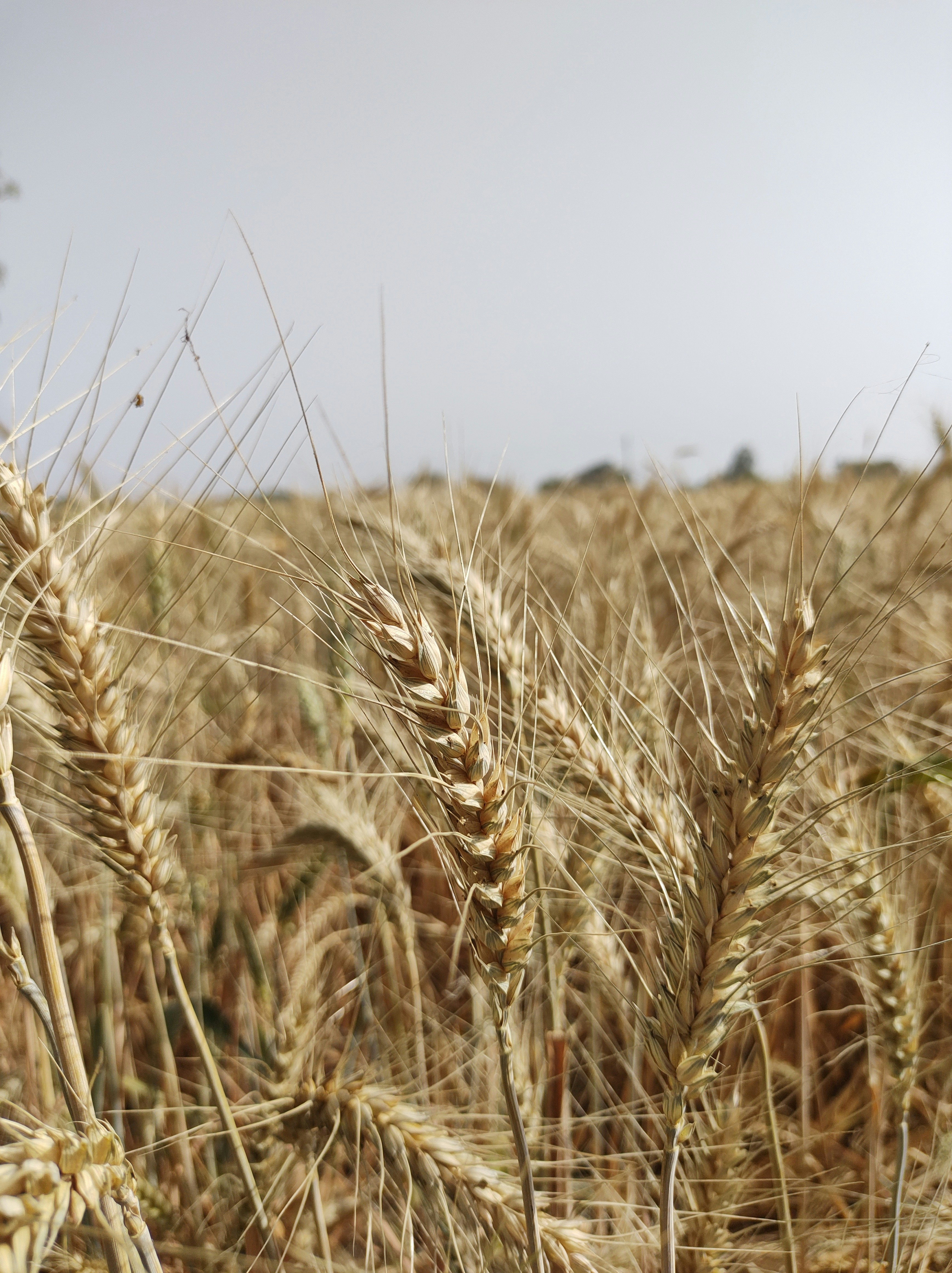 Photo by madhuvan_yadav