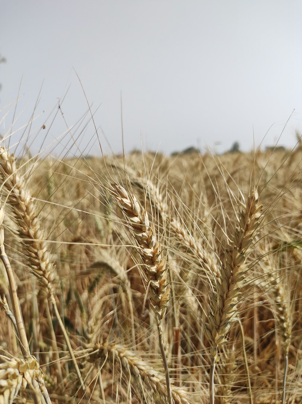 brown wheat field during daytime