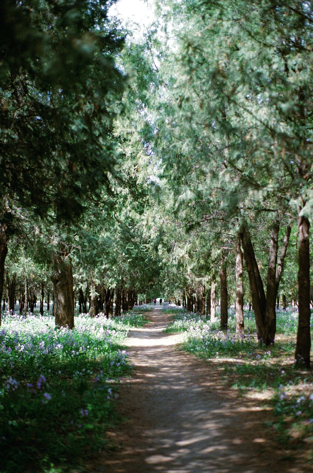 pathway between green trees during daytime