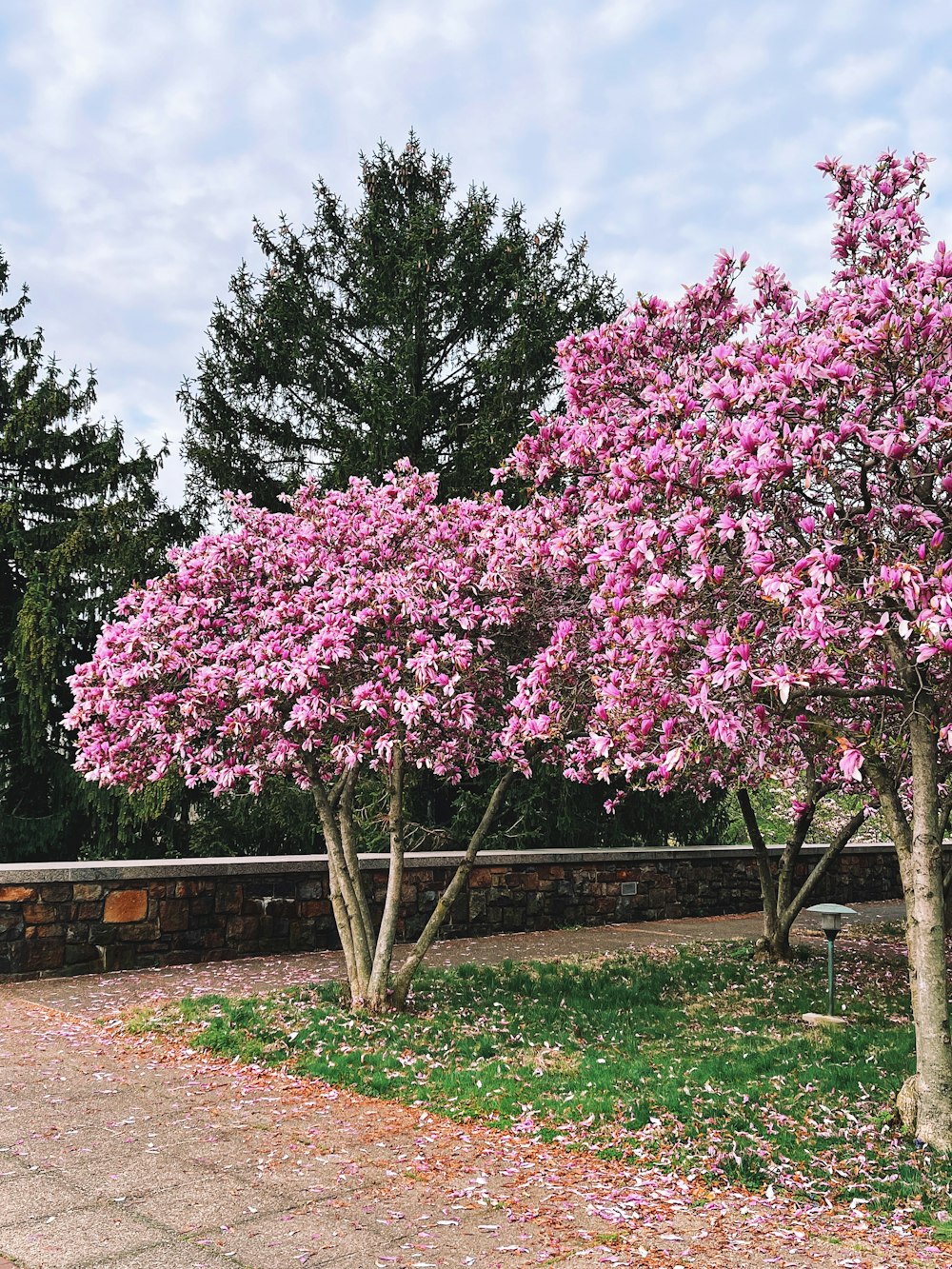 pink cherry blossom tree on green grass field