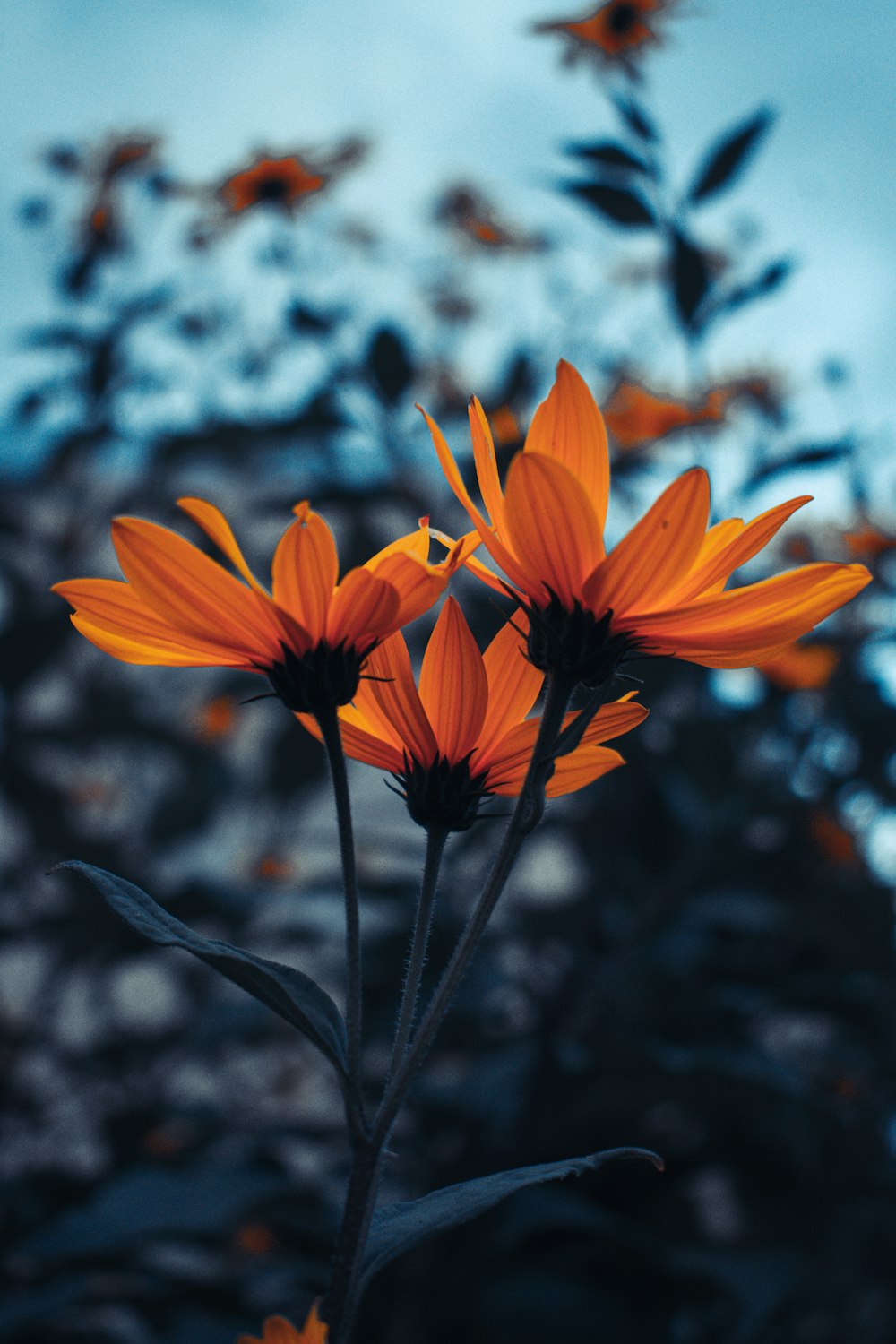 yellow flower in tilt shift lens