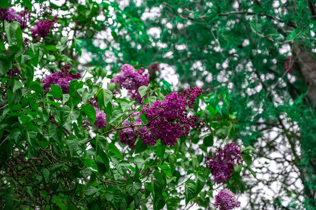 pink flowers in tilt shift lens