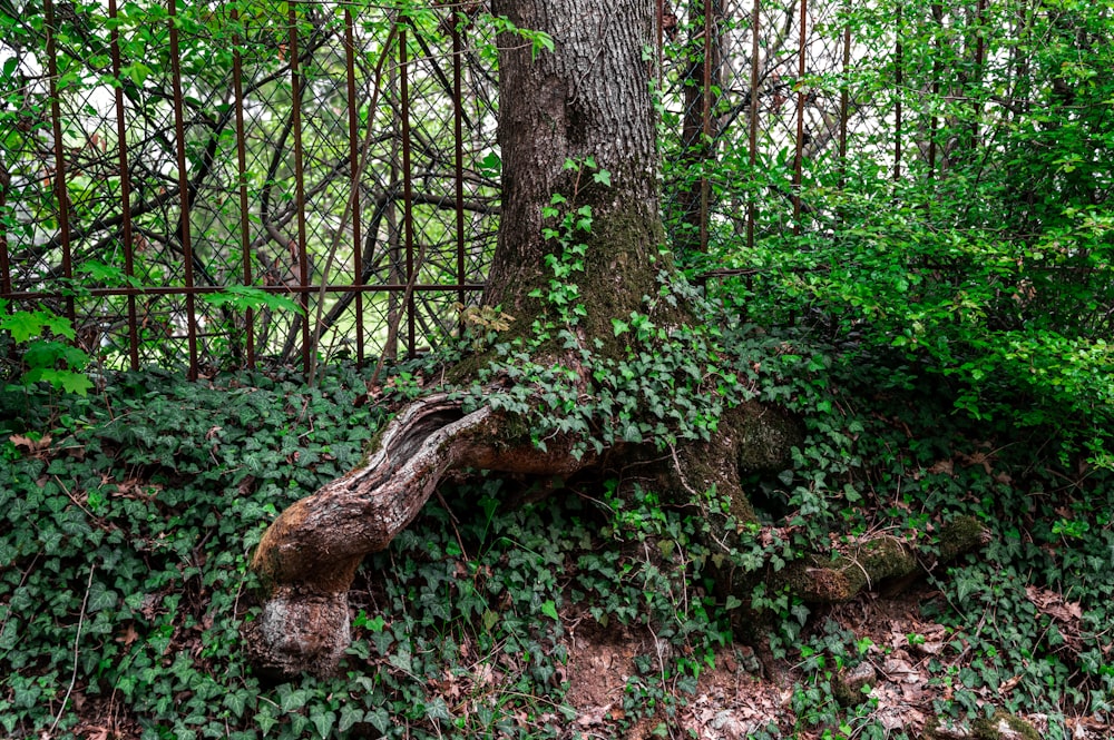 brown tree trunk surrounded by green plants