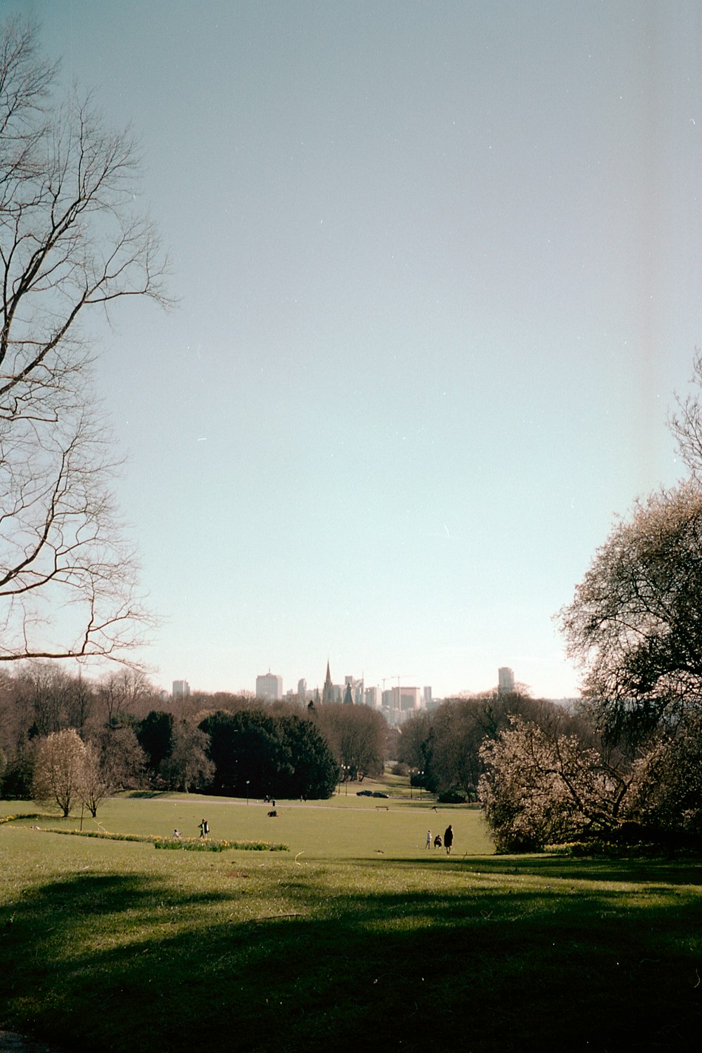 green grass field with trees under white sky during daytime