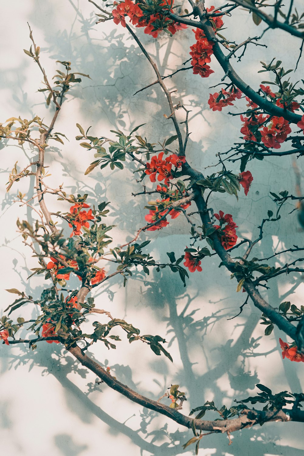 red and green leaves on tree