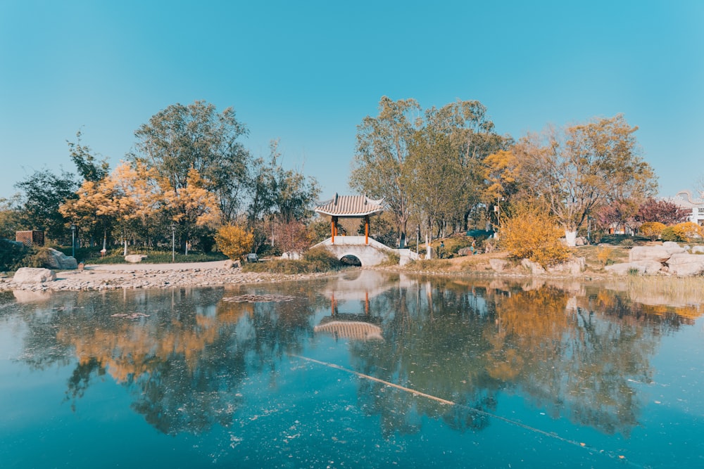 brown and green trees beside river during daytime