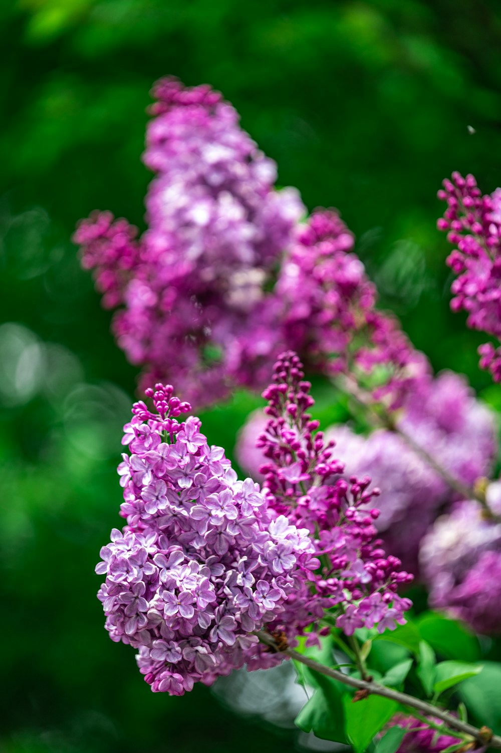 purple flowers in tilt shift lens