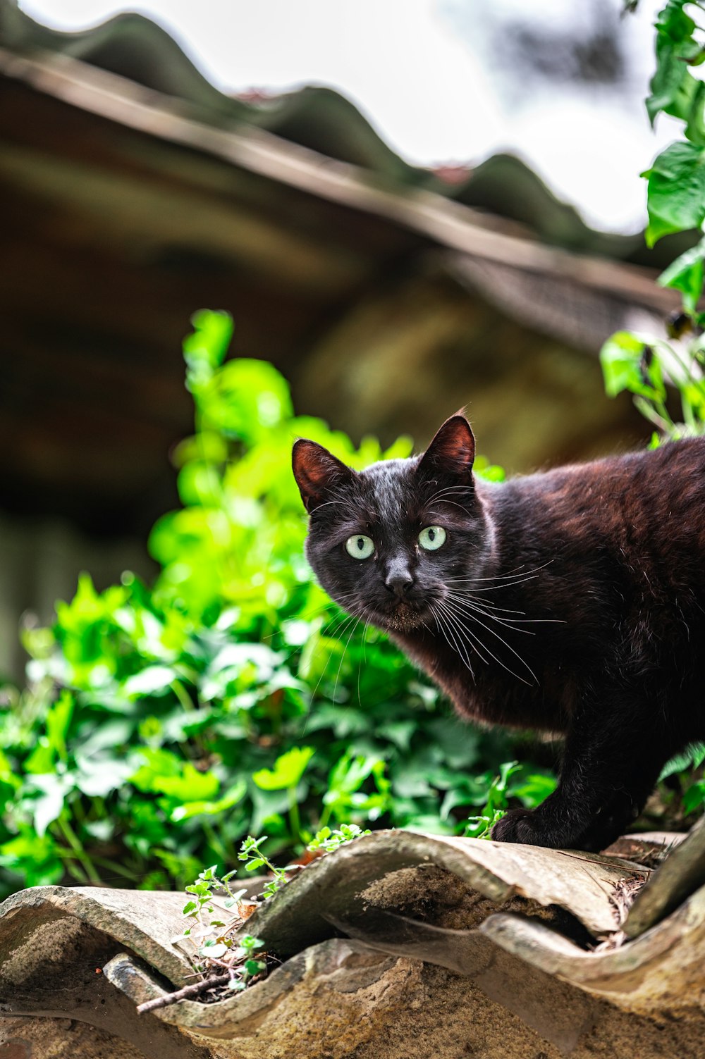 black cat on brown tree trunk