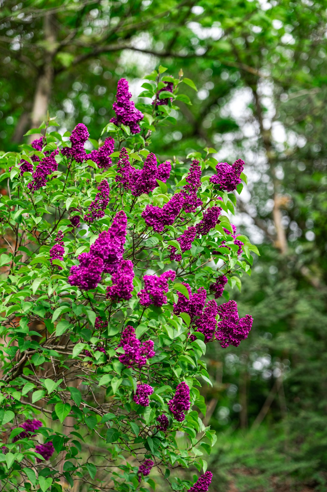 purple flowers in tilt shift lens