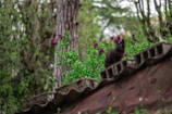 A majestic black cat sitting tall on a garden wall surrounded by blooming flowers