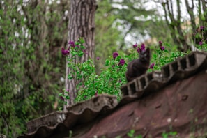 A majestic black cat sitting tall on a garden wall surrounded by blooming flowers
