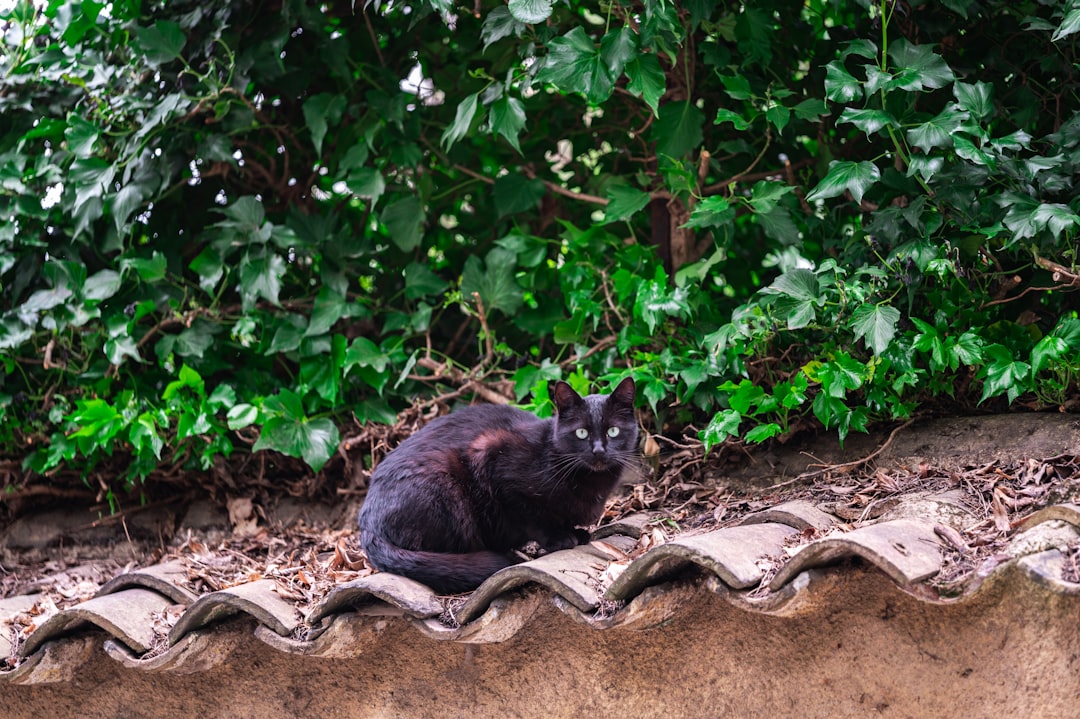 black cat on brown soil