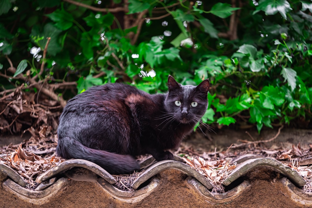 black cat on brown tree log