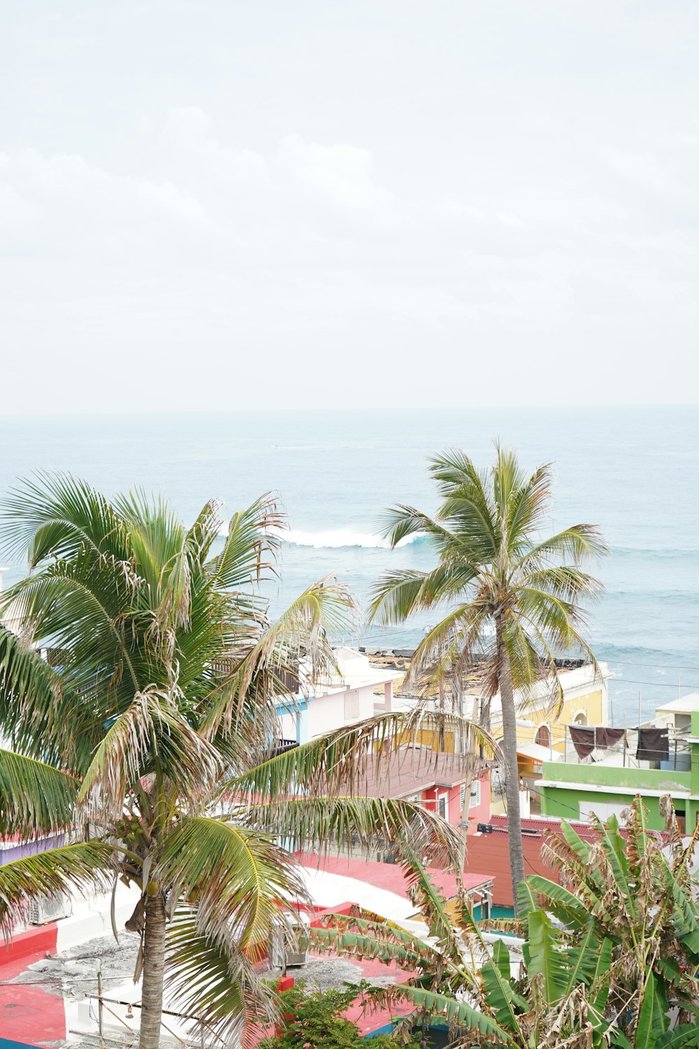 green palm trees near body of water during daytime