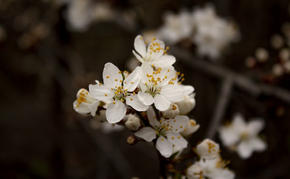 flor de cerejeira branca em flor durante o dia