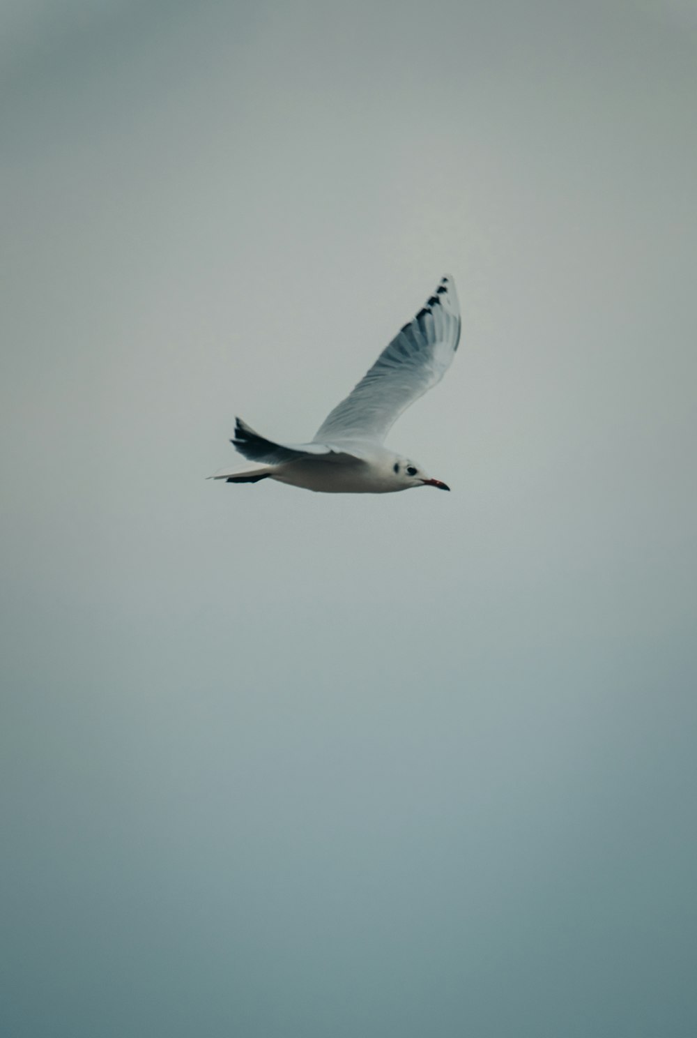 white bird flying during daytime