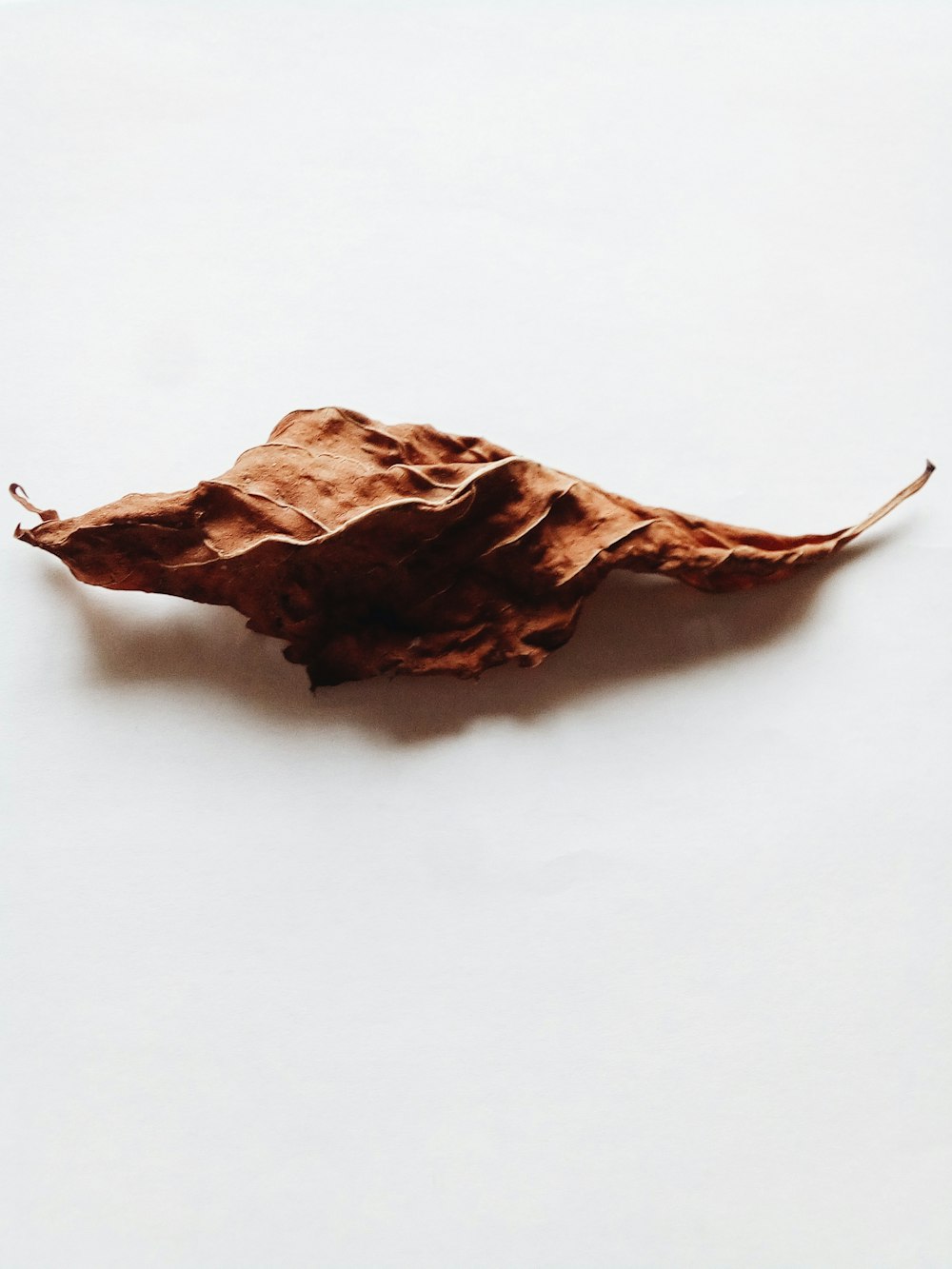 brown dried leaf on white surface