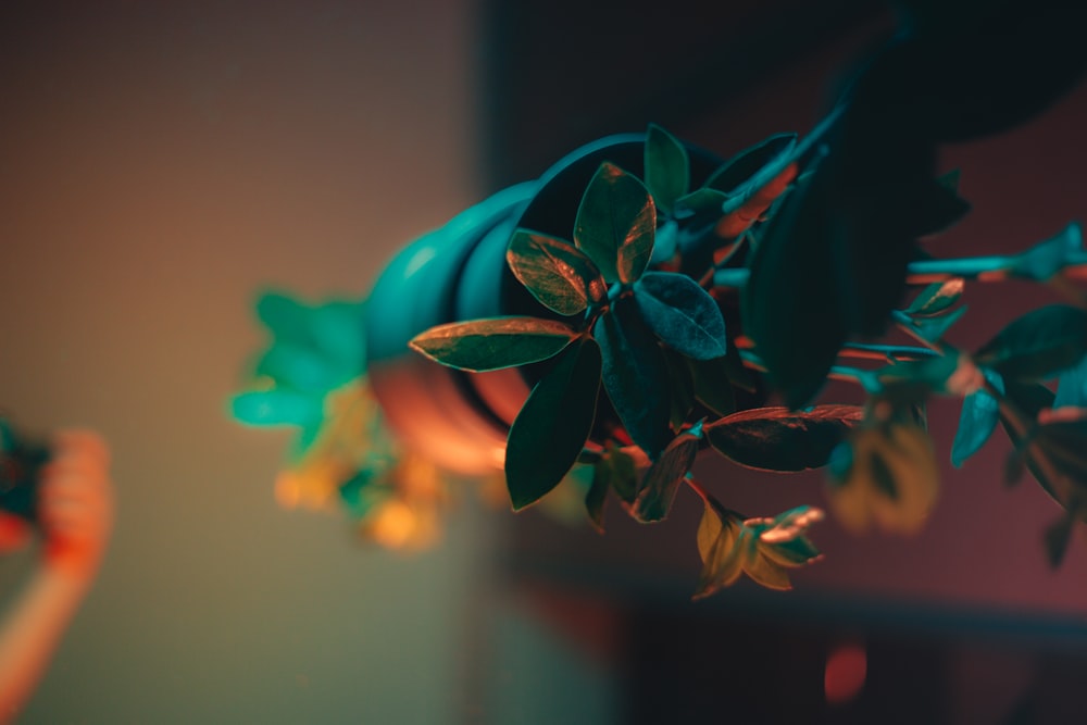 green and orange leaves in close up photography