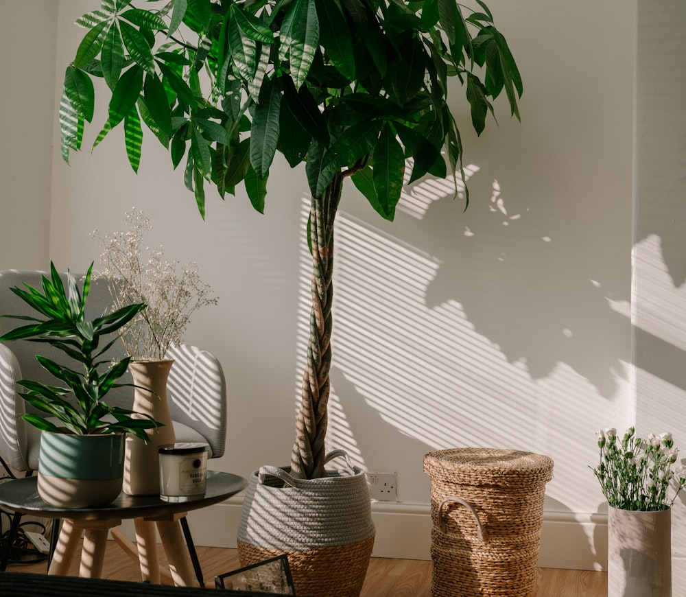 green and brown plant on brown woven basket