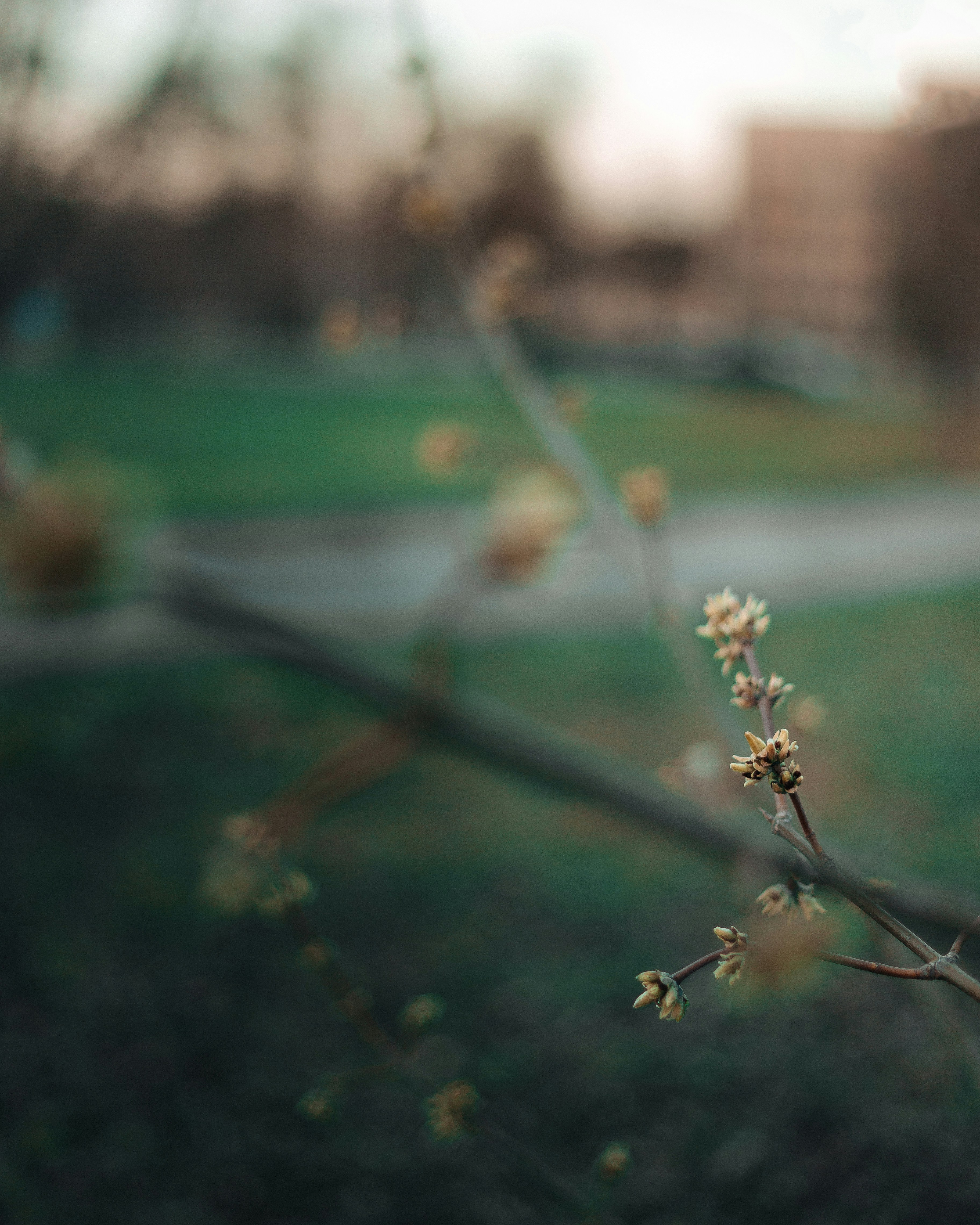 white flower in tilt shift lens