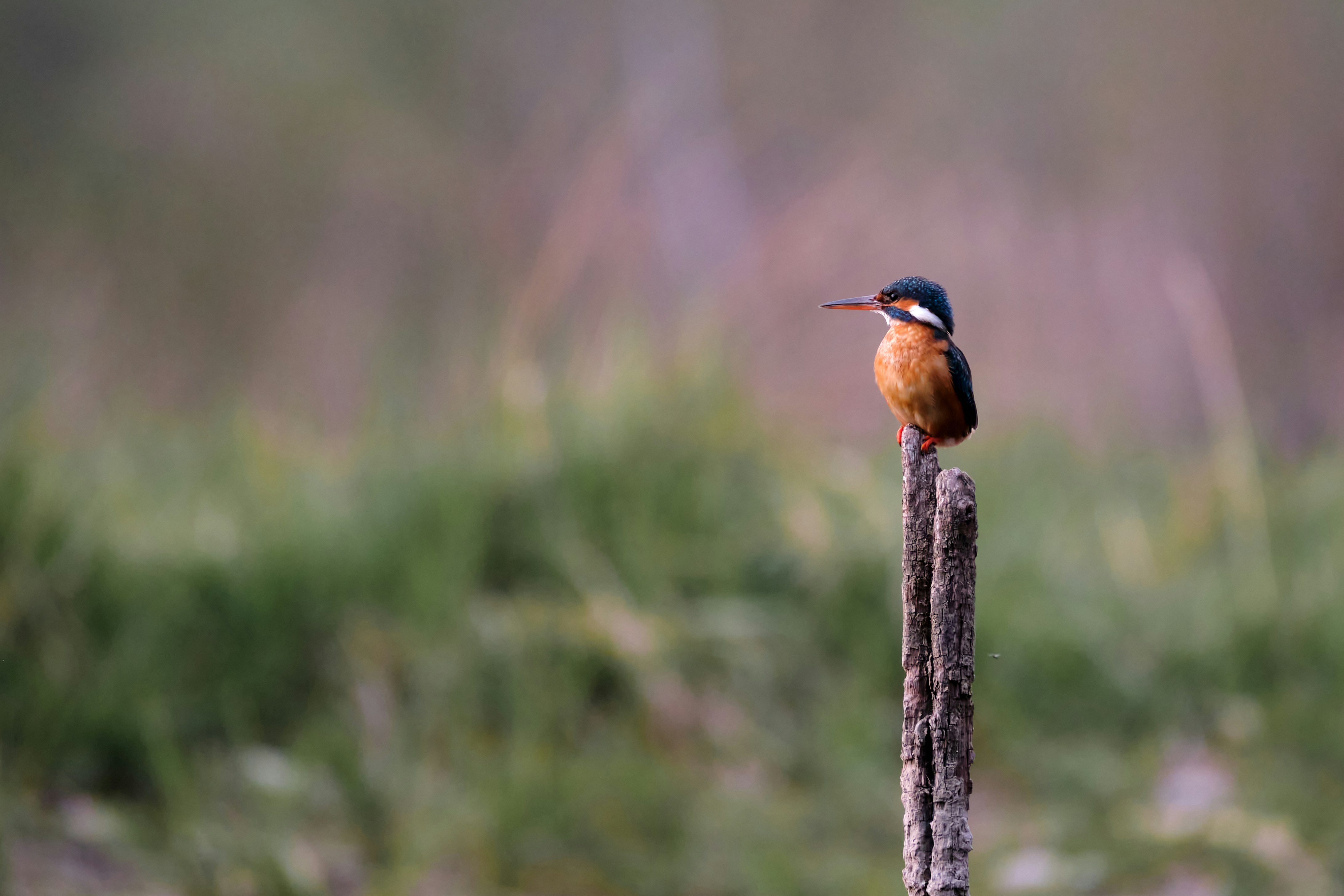 brown and black bird on brown wooden stick during daytime