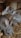 A group of rabbits with soft fur huddled together in a wooden enclosure. Their coats are a mix of grey and brown tones, with large ears and expressive eyes. The floor is covered with straw, adding texture and a natural setting to the scene.