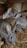 A group of rabbits with soft fur huddled together in a wooden enclosure. Their coats are a mix of grey and brown tones, with large ears and expressive eyes. The floor is covered with straw, adding texture and a natural setting to the scene.