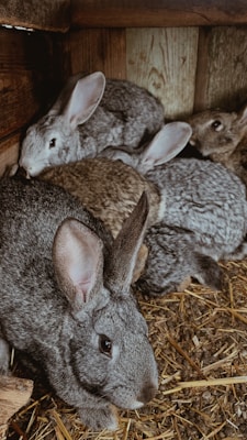 A group of rabbits with soft fur huddled together in a wooden enclosure. Their coats are a mix of grey and brown tones, with large ears and expressive eyes. The floor is covered with straw, adding texture and a natural setting to the scene.