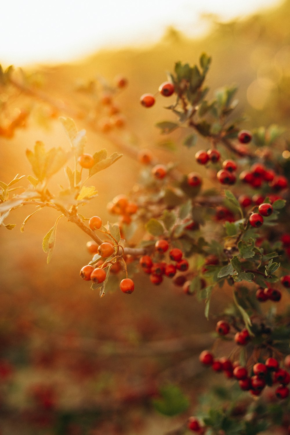 yellow leaves with red round fruits