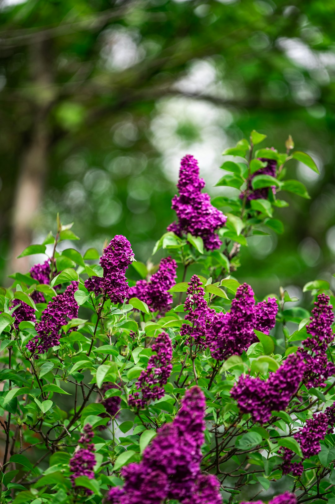 purple flowers in tilt shift lens