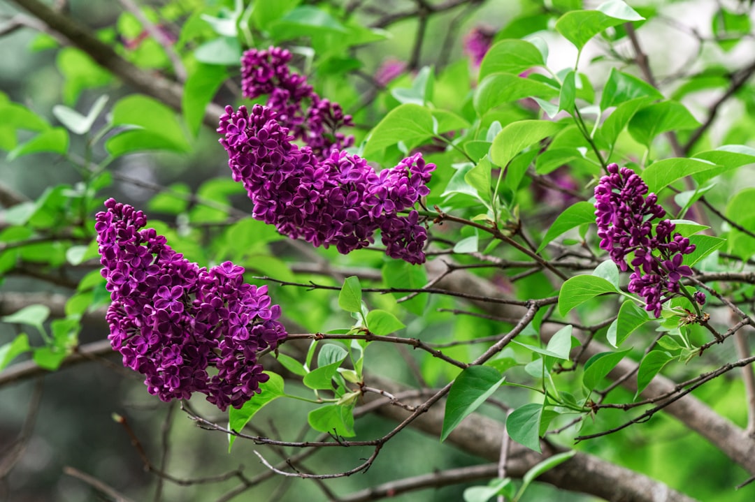 purple flowers on brown tree branch during daytime