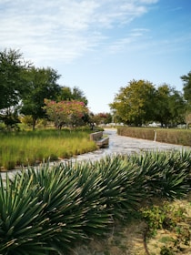 A serene view of a green park with walking paths and benches under tall trees.