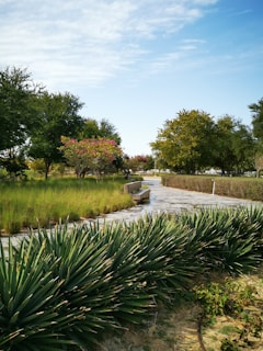 A serene park area with walking paths and trees.