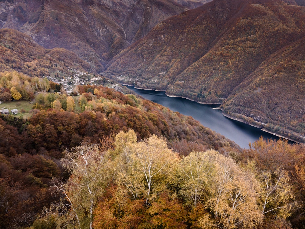 green and brown trees near body of water during daytime