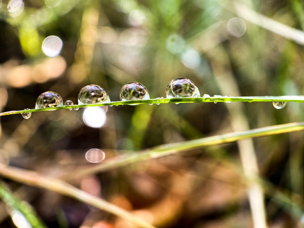 water droplets on green grass