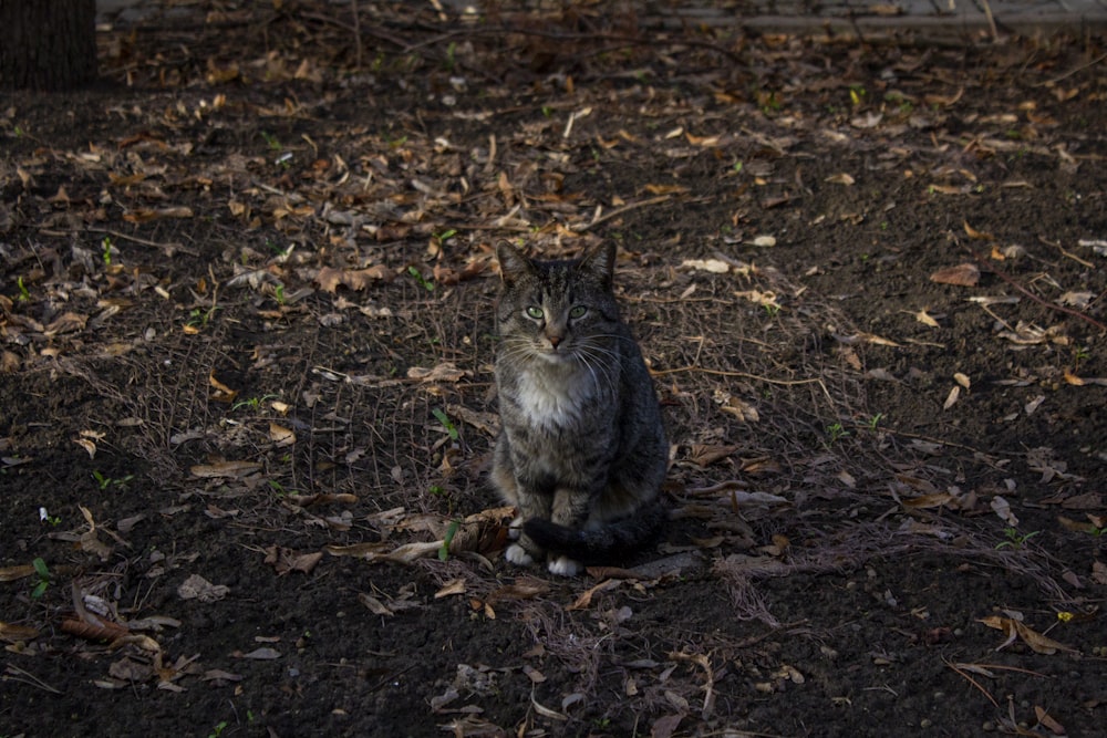 brown tabby cat sitting on ground