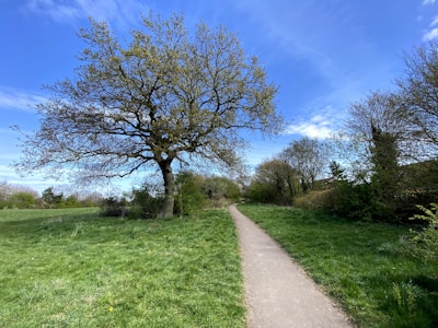 A scenic view of a sunlit path through a leafy park, inviting for a peaceful walk.