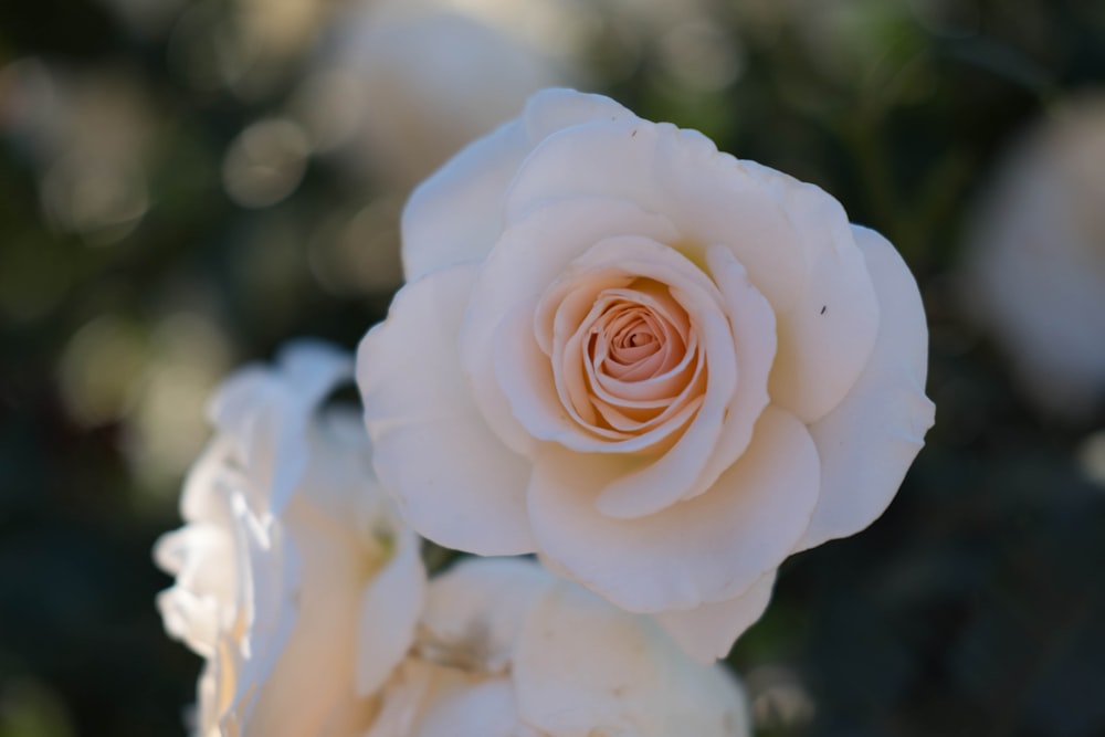 rosa bianca in fiore durante il giorno