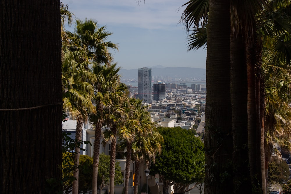 green trees near city buildings during daytime