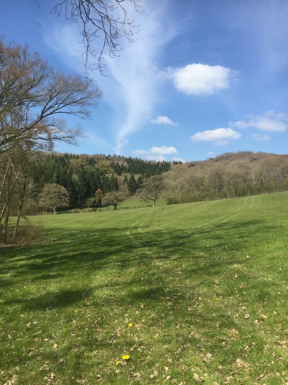 green grass field near trees under blue sky during daytime