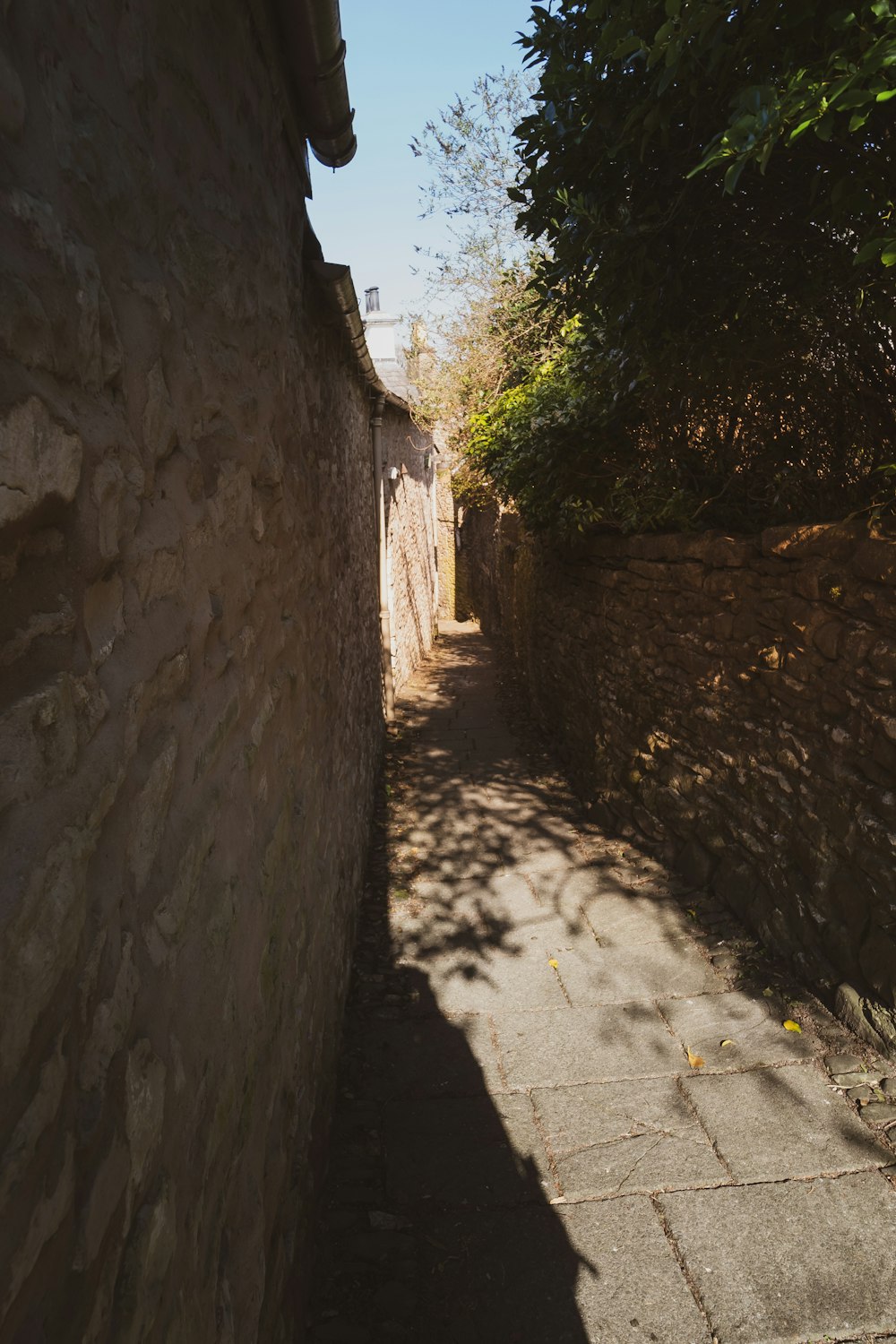 árboles verdes junto a un muro de hormigón marrón