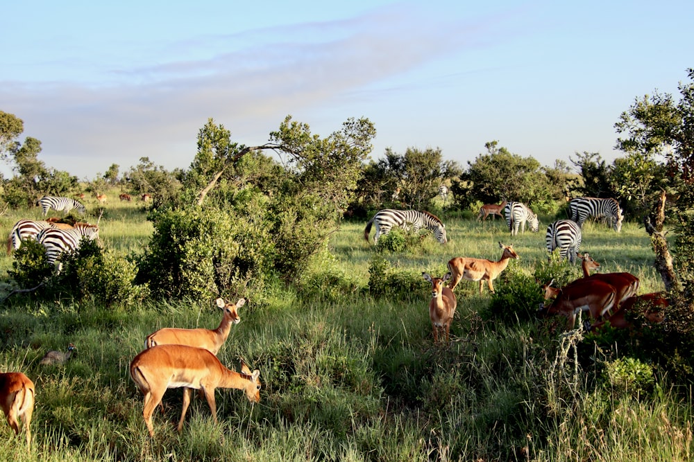 group of deer on green grass field during daytime
