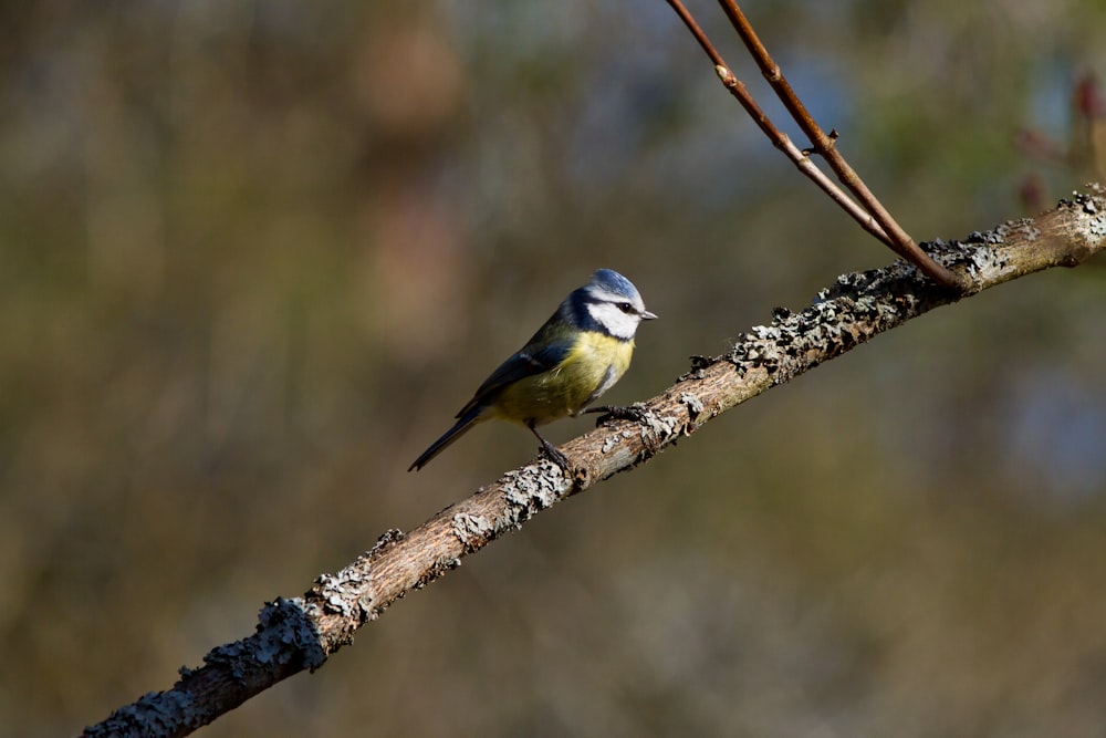 yellow and black bird on brown tree branch