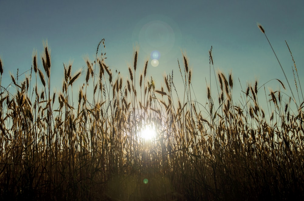 brown grass under blue sky during daytime