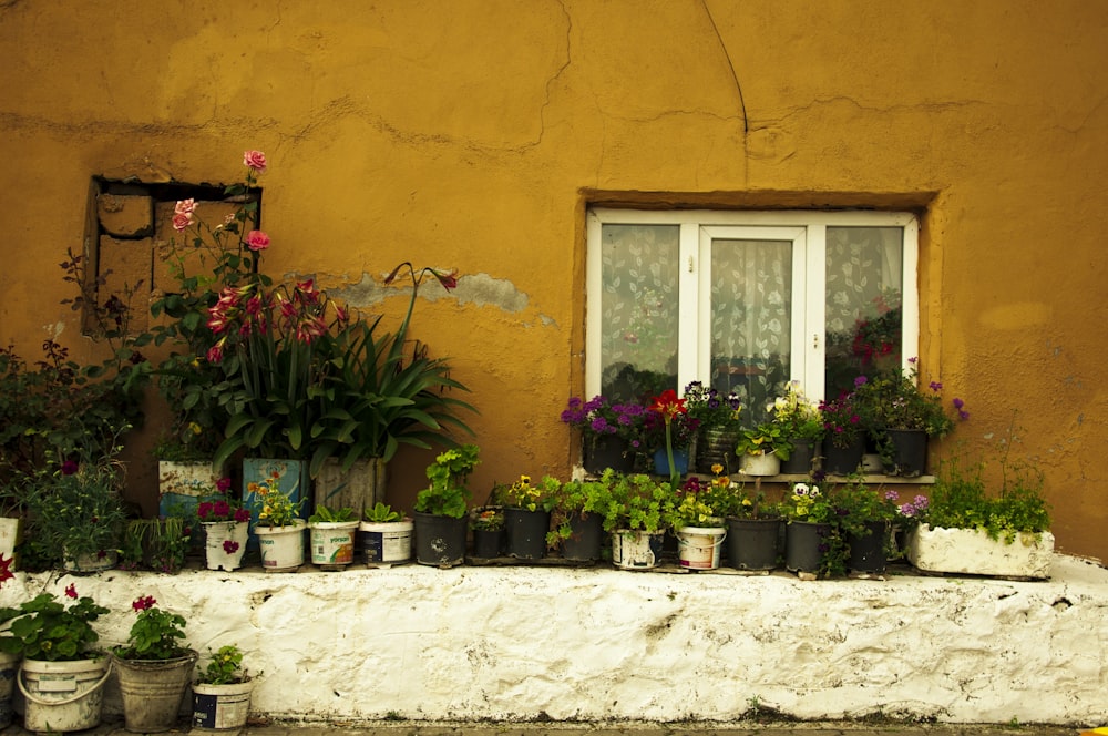 red flowers on white concrete pot