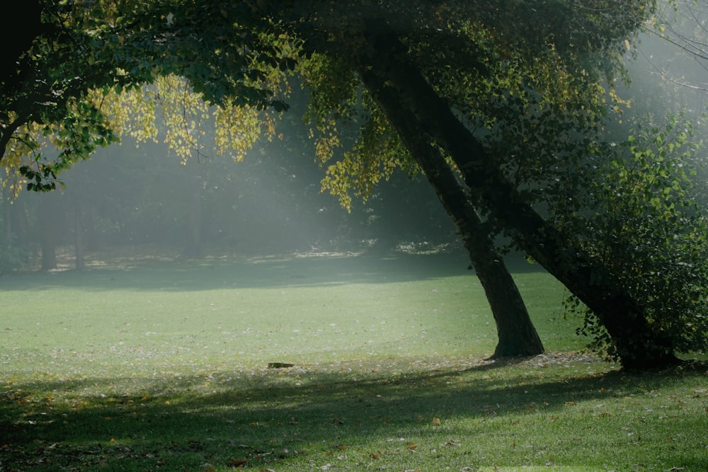 green trees on green grass field during daytime