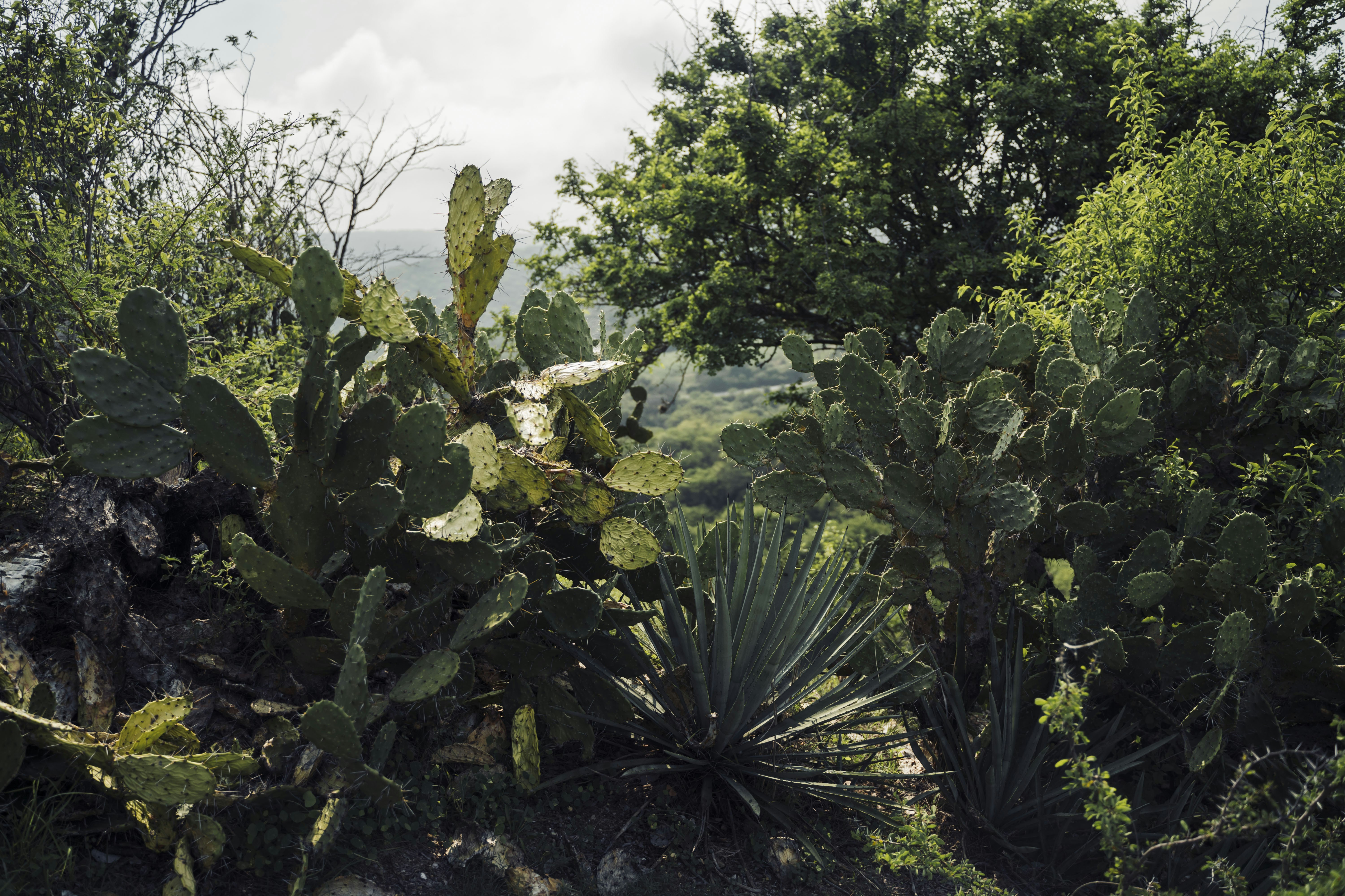What Are The Benefits Of Eating Nopal For Gut Health?