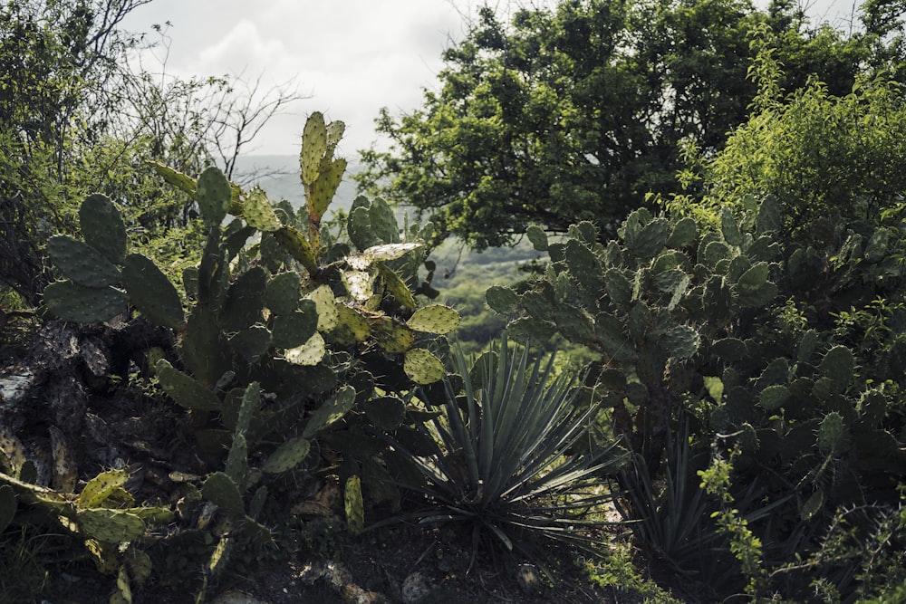 green plants under white clouds during daytime